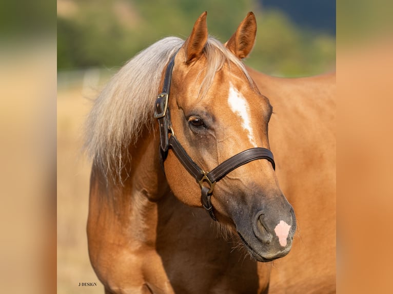 American Quarter Horse Giumenta 7 Anni 148 cm Palomino in Balingen