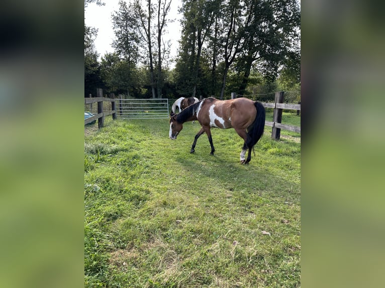 American Quarter Horse Mix Giumenta 7 Anni 148 cm Pezzato in Zoerle-Parwijs