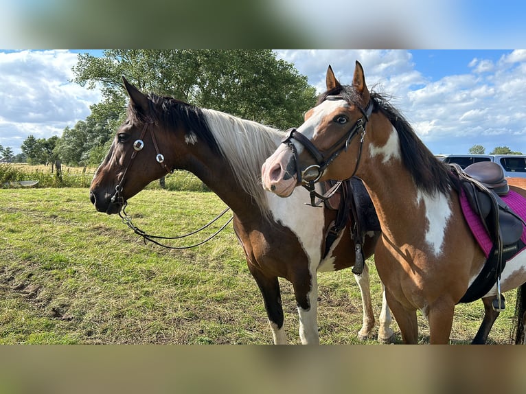 American Quarter Horse Mix Giumenta 7 Anni 148 cm Pezzato in Zoerle-Parwijs