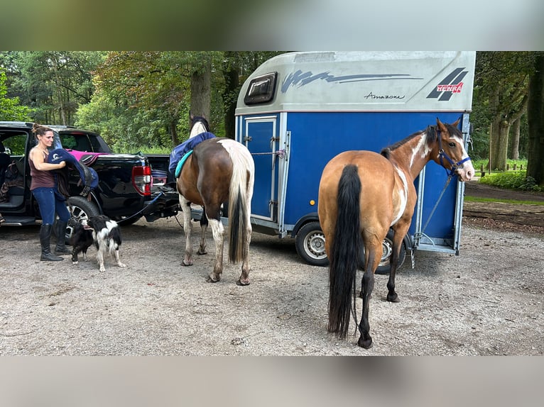 American Quarter Horse Mix Giumenta 7 Anni 148 cm Pezzato in Zoerle-Parwijs