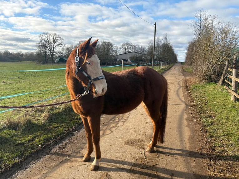 American Quarter Horse Giumenta 7 Anni 148 cm Sauro in Hungen American Quarter Horse Giumenta 7 Anni 148 cm Sauro in Hungen