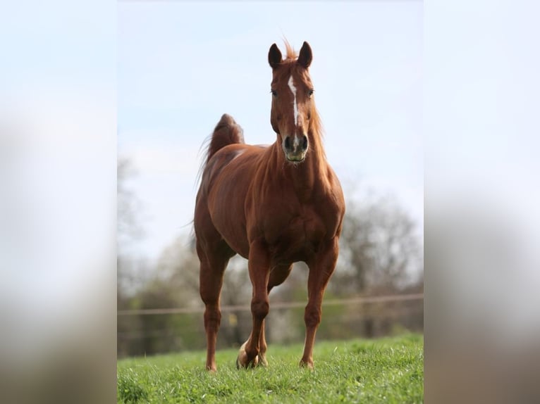 American Quarter Horse Giumenta 7 Anni 148 cm Sauro in Pastetten