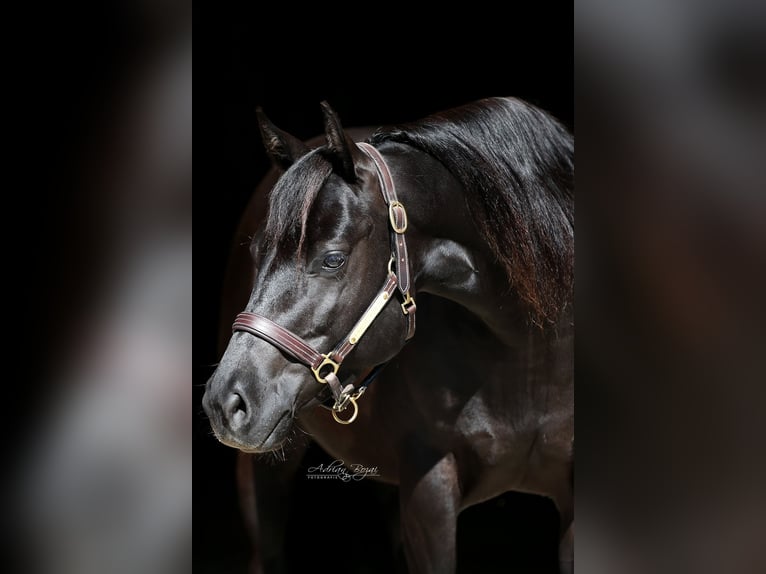 American Quarter Horse Giumenta 7 Anni 149 cm Morello in Bad Dürrheim