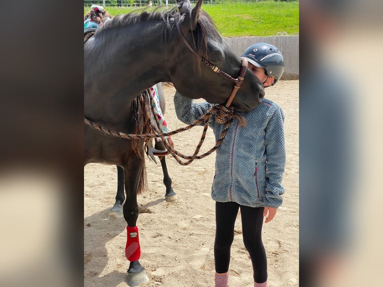 American Quarter Horse Giumenta 7 Anni 149 cm Morello in Bad Dürrheim