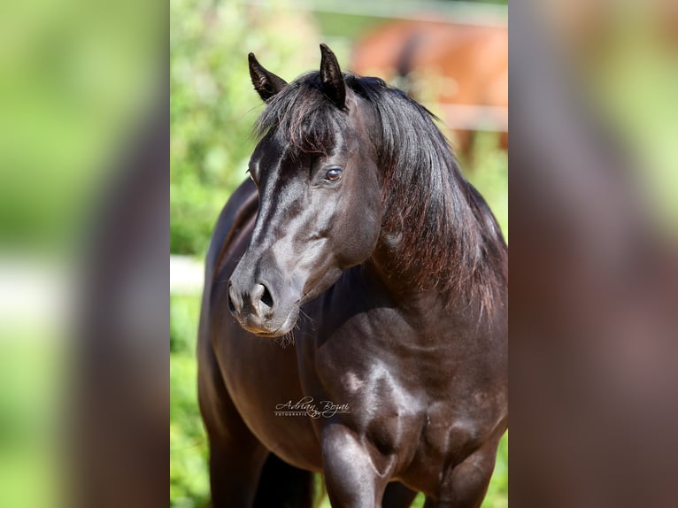 American Quarter Horse Giumenta 7 Anni 149 cm Morello in Bad Dürrheim