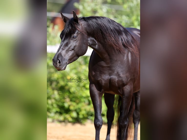 American Quarter Horse Giumenta 7 Anni 149 cm Morello in Bad Dürrheim