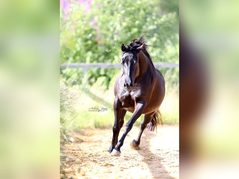 American Quarter Horse Giumenta 7 Anni 149 cm Morello in Bad Dürrheim