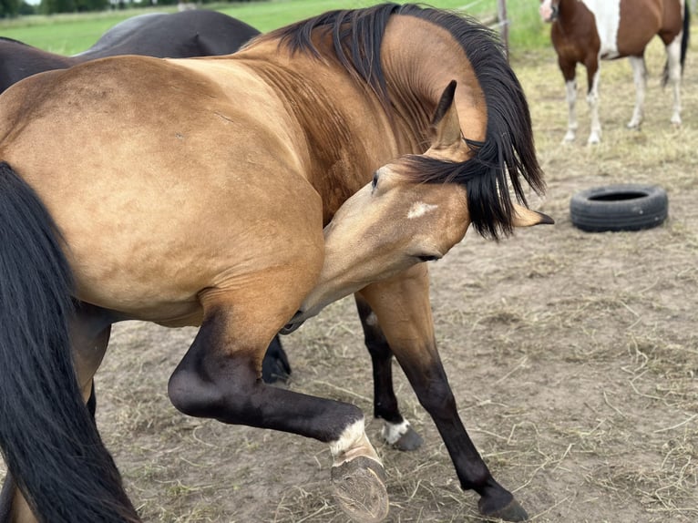 American Quarter Horse Giumenta 7 Anni 149 cm Pelle di daino in Möllenhagen