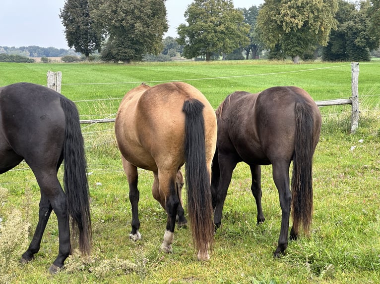 American Quarter Horse Giumenta 7 Anni 149 cm Pelle di daino in Möllenhagen