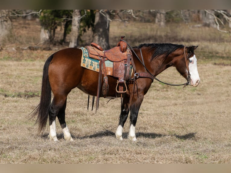 American Quarter Horse Giumenta 7 Anni 150 cm Baio ciliegia in Rusk