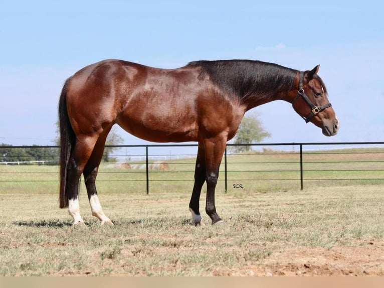 American Quarter Horse Giumenta 7 Anni 150 cm Baio ciliegia in Valley View, TX