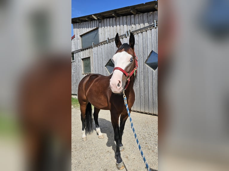 American Quarter Horse Giumenta 7 Anni 150 cm Baio in Steinen