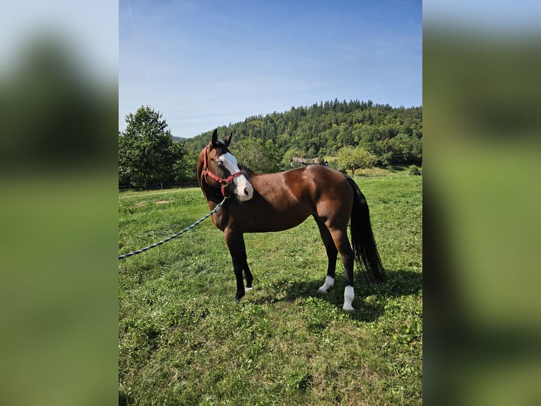 American Quarter Horse Giumenta 7 Anni 150 cm Baio in Steinen