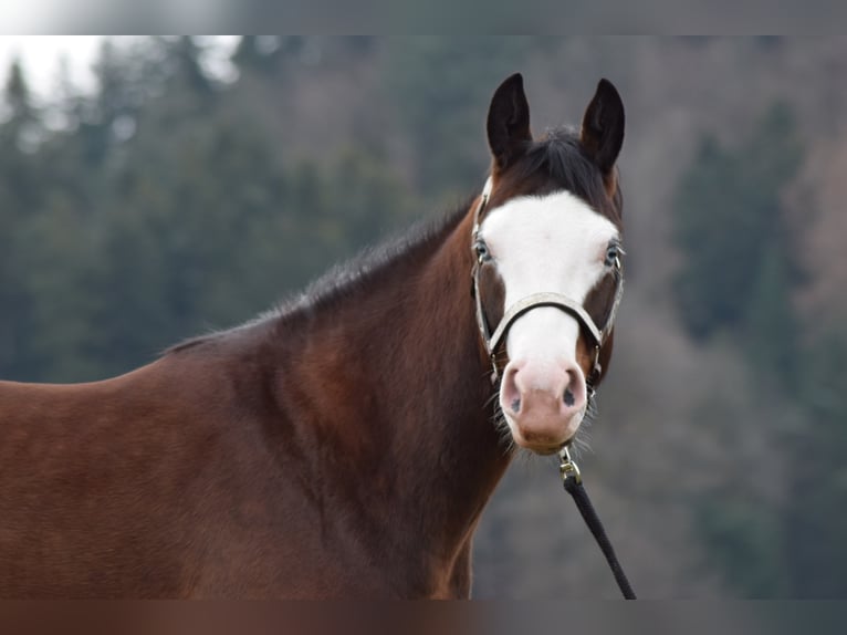 American Quarter Horse Giumenta 7 Anni 150 cm Baio in Steinen