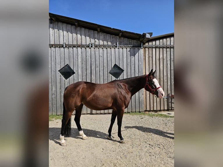 American Quarter Horse Giumenta 7 Anni 150 cm Baio in Steinen