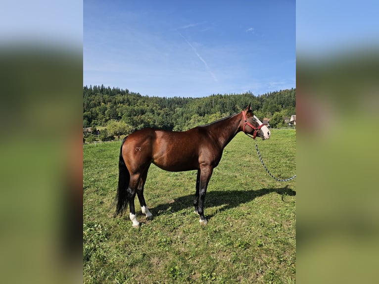 American Quarter Horse Giumenta 7 Anni 150 cm Baio in Steinen