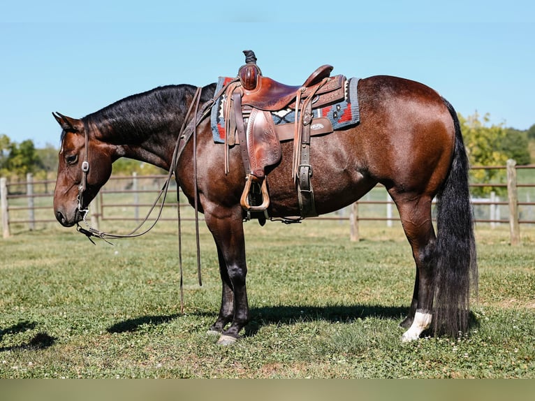 American Quarter Horse Giumenta 7 Anni 150 cm Baio roano in Apple Creek, OH