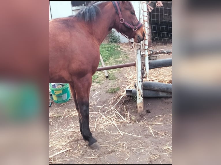 American Quarter Horse Giumenta 7 Anni 150 cm Baio scuro in Somma Vesuviana