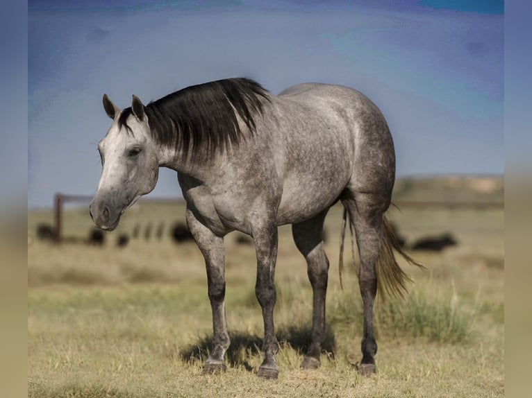 American Quarter Horse Giumenta 7 Anni 150 cm Grigio in Canyon