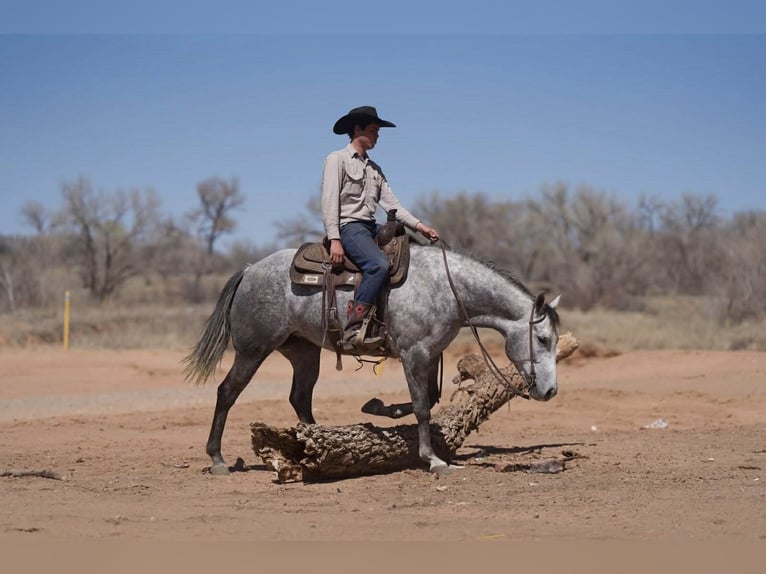American Quarter Horse Giumenta 7 Anni 150 cm Grigio in Canyon