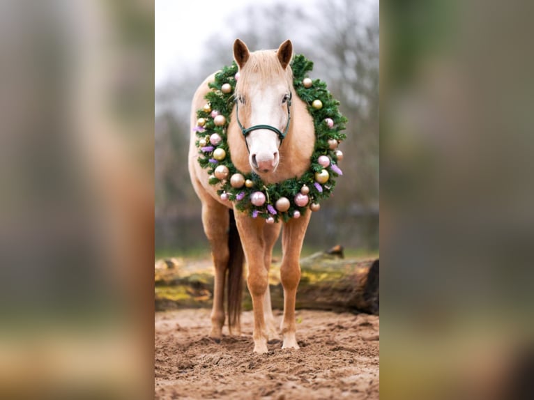 American Quarter Horse Mix Giumenta 7 Anni 150 cm Palomino in Lieren