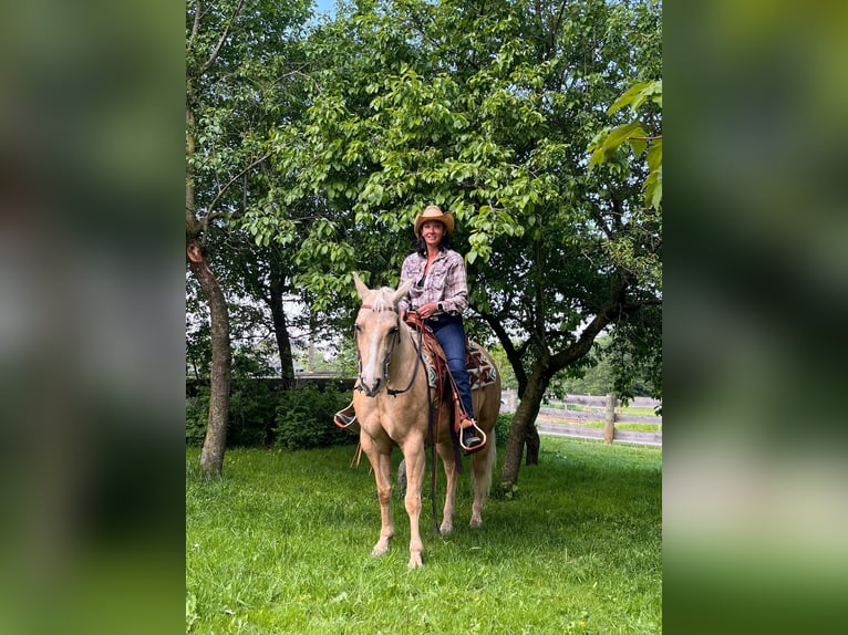 American Quarter Horse Giumenta 7 Anni 150 cm Palomino in Neukirchen am Walde