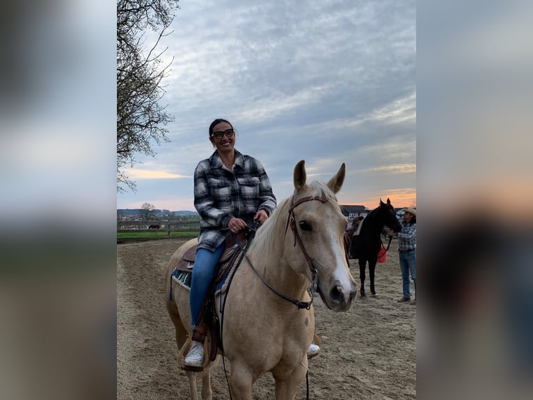 American Quarter Horse Giumenta 7 Anni 150 cm Palomino in Neukirchen am Walde