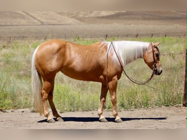 American Quarter Horse Giumenta 7 Anni 150 cm Palomino in King City