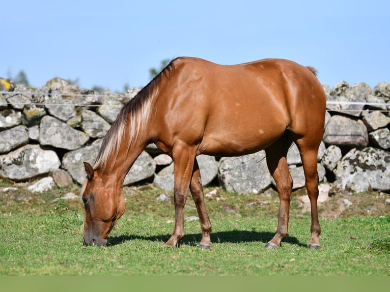 American Quarter Horse Giumenta 7 Anni 150 cm Pearl in Jonkoping American Quarter Horse Giumenta 7 Anni 150 cm Pearl in Jonkoping