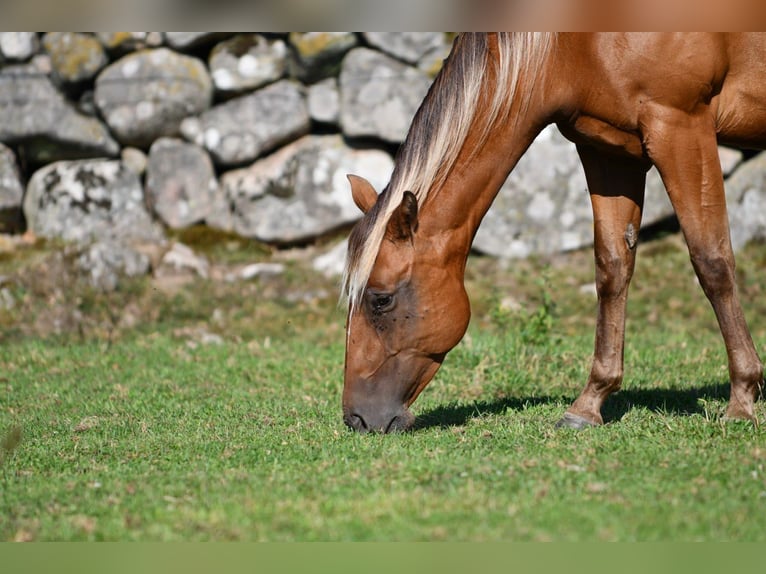 American Quarter Horse Giumenta 7 Anni 150 cm Pearl in Jonkoping American Quarter Horse Giumenta 7 Anni 150 cm Pearl in Jonkoping