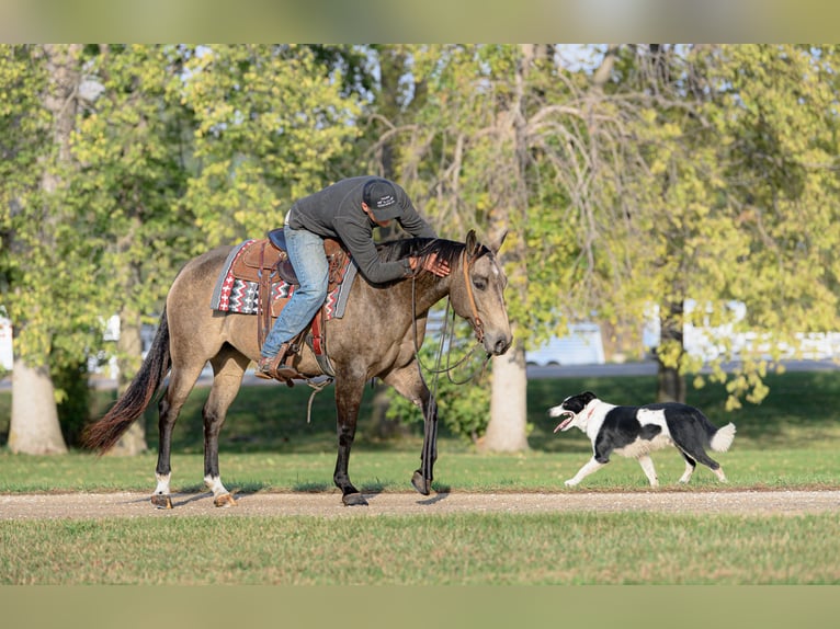 American Quarter Horse Giumenta 7 Anni 150 cm Pelle di daino in Cannon Falls