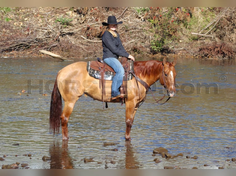 American Quarter Horse Giumenta 7 Anni 150 cm Red dun in Clarion, PA