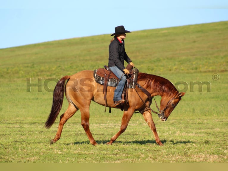 American Quarter Horse Giumenta 7 Anni 150 cm Red dun in Clarion, PA