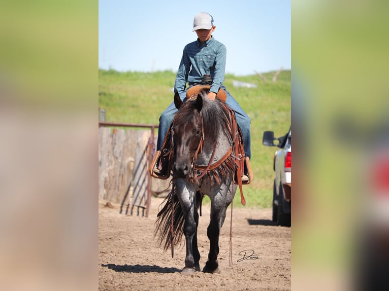 American Quarter Horse Giumenta 7 Anni 150 cm Roano blu in Thedford