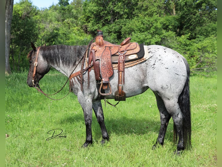 American Quarter Horse Giumenta 7 Anni 150 cm Roano blu in Thedford