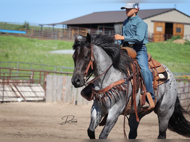 American Quarter Horse Giumenta 7 Anni 150 cm Roano blu in Thedford