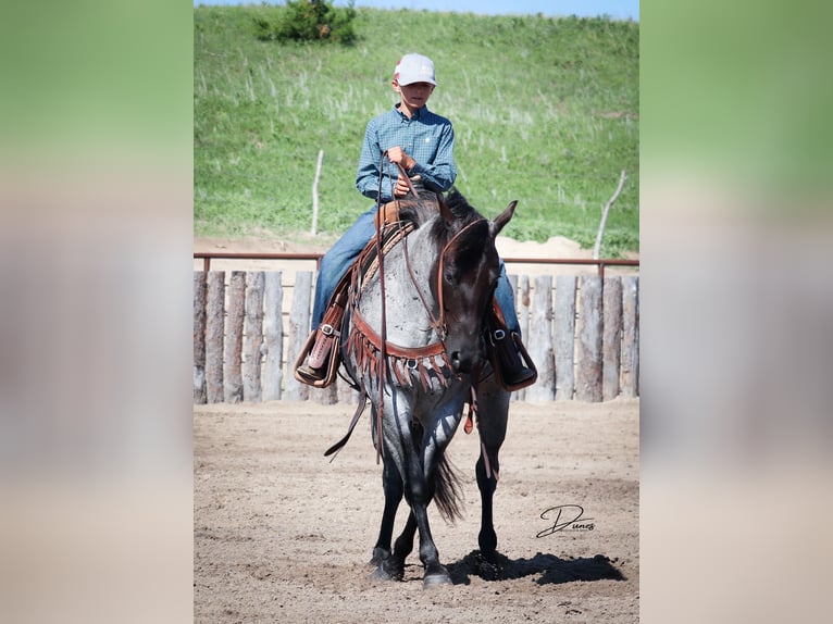 American Quarter Horse Giumenta 7 Anni 150 cm Roano blu in Thedford