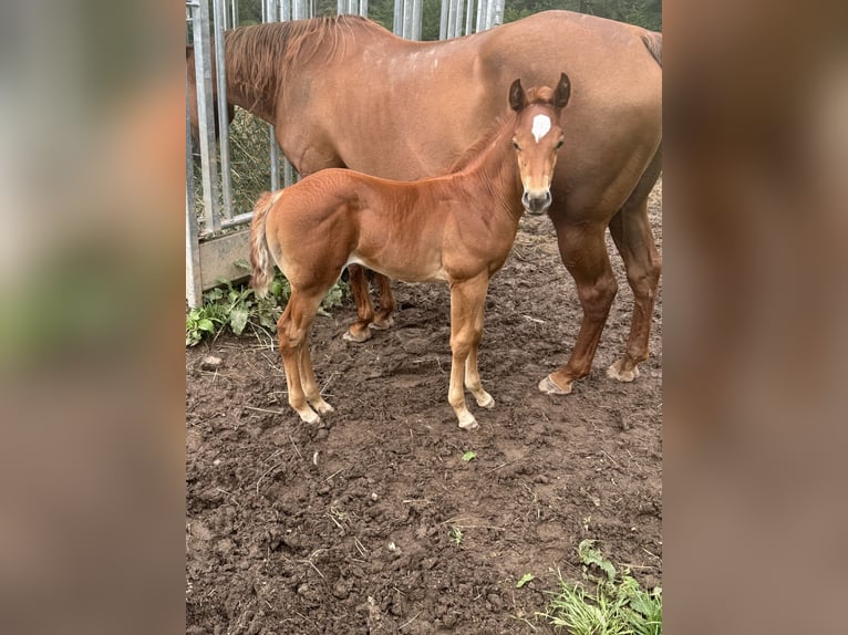 American Quarter Horse Giumenta 7 Anni 150 cm Sauro in Daleiden