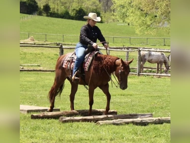 American Quarter Horse Giumenta 7 Anni 150 cm Sauro ciliegia in Weatherford, TX