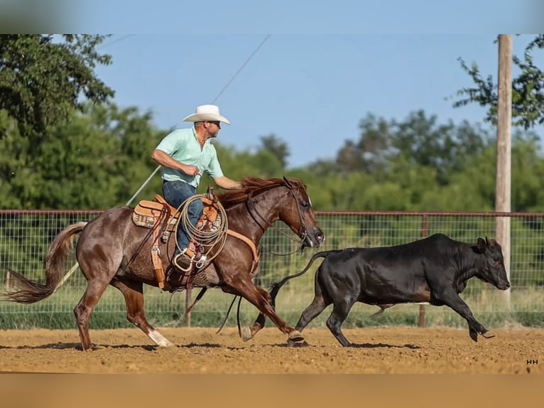 American Quarter Horse Giumenta 7 Anni 150 cm Sauro ciliegia in Kingston