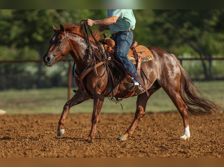 American Quarter Horse Giumenta 7 Anni 150 cm Sauro ciliegia in Kingston