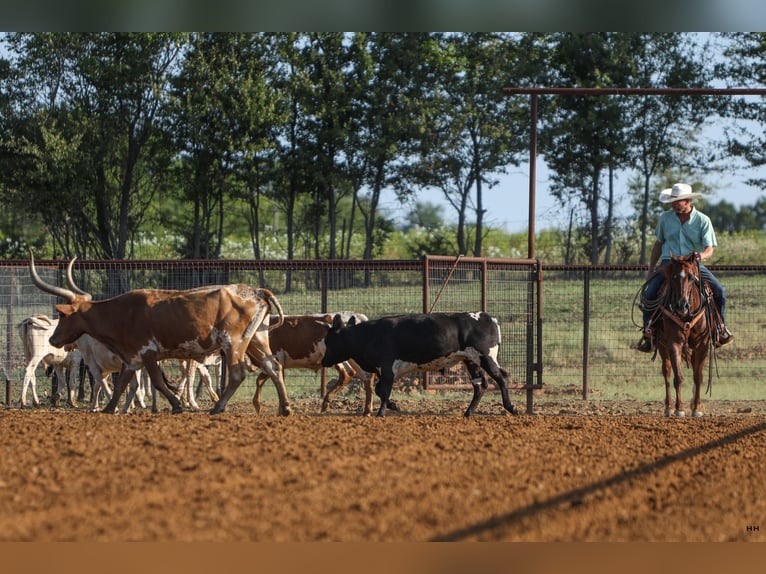 American Quarter Horse Giumenta 7 Anni 150 cm Sauro ciliegia in Kingston