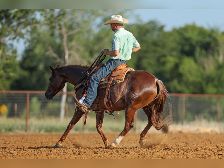 American Quarter Horse Giumenta 7 Anni 150 cm Sauro ciliegia in Kingston