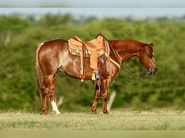 American Quarter Horse Giumenta 7 Anni 150 cm Sauro ciliegia in Kingston