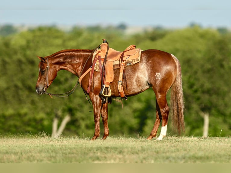 American Quarter Horse Giumenta 7 Anni 150 cm Sauro ciliegia in Kingston