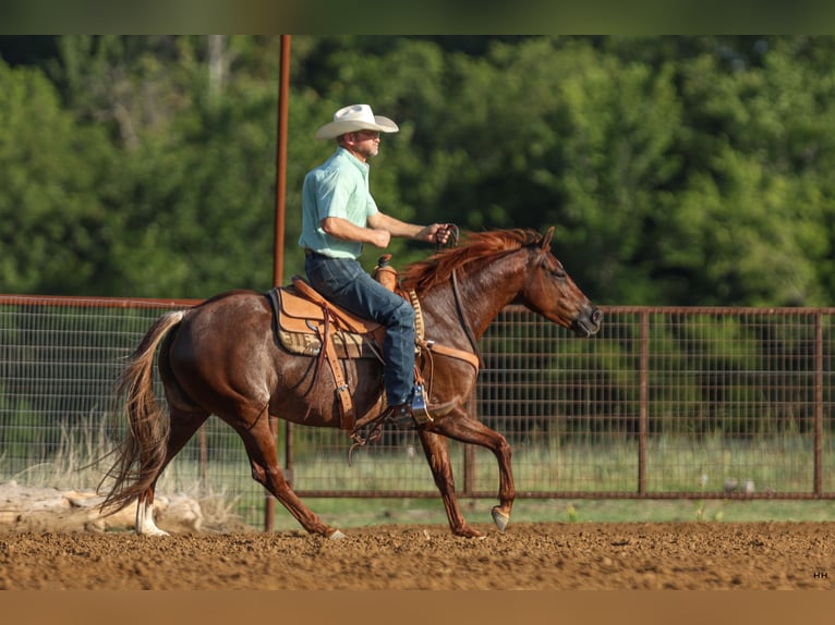 American Quarter Horse Giumenta 7 Anni 150 cm Sauro ciliegia in Kingston