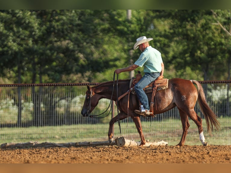 American Quarter Horse Giumenta 7 Anni 150 cm Sauro ciliegia in Kingston