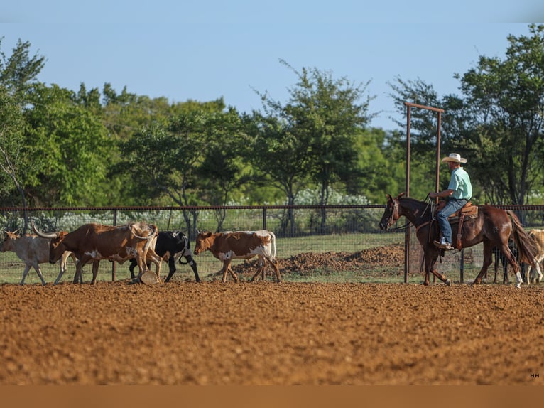 American Quarter Horse Giumenta 7 Anni 150 cm Sauro ciliegia in Kingston