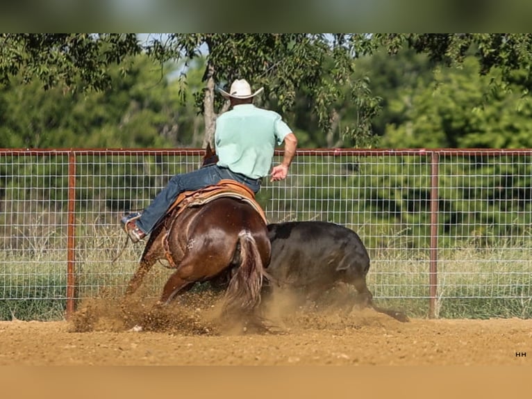 American Quarter Horse Giumenta 7 Anni 150 cm Sauro ciliegia in Kingston