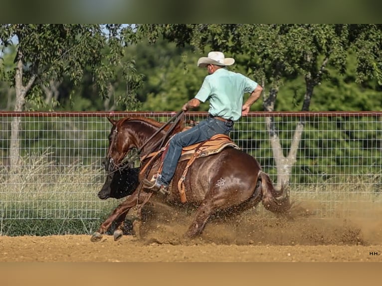 American Quarter Horse Giumenta 7 Anni 150 cm Sauro ciliegia in Kingston